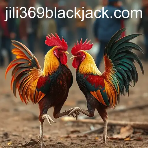 The Controversial World of Cockfighting and the Influence of Jili369